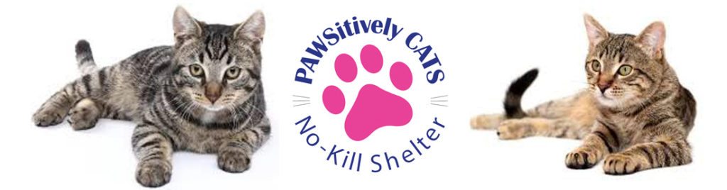 PAWSitively CATS – No Kill Cat Shelter